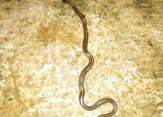 Kandang Bebas Predator