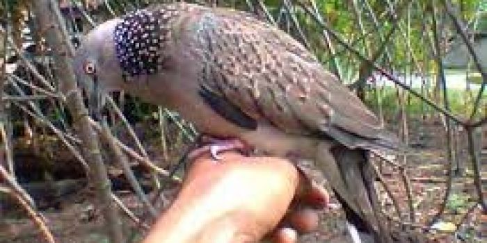 Manfaat Memelihara Derkuku Bagi Kesehatan Manusia