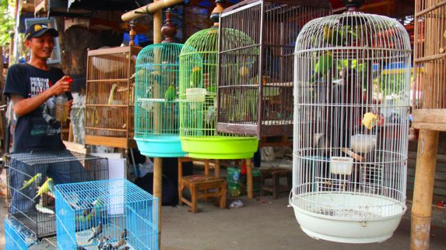 Mengatasi Penipuan Penjualan Burung Online