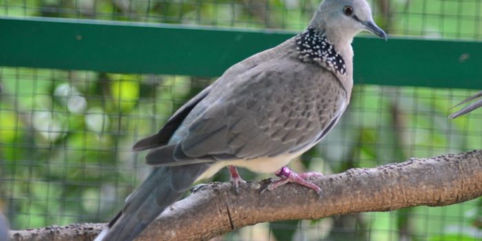 Tips Menjaga Burung Dari Aksi Pencurian