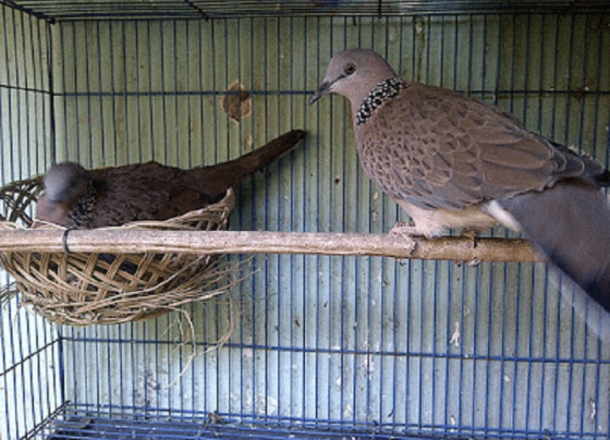 Cara mengatasi Penyakit Burung Derkuku