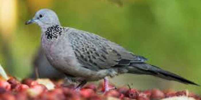 Cara Merawat Derkuku Mabung Agar Gacor Lagi